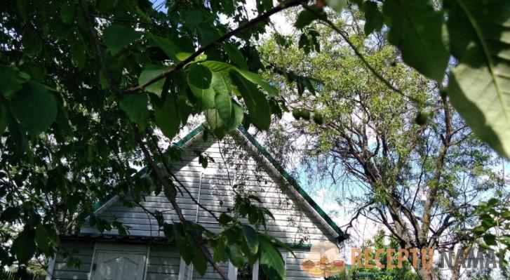 Проверила на себе 2 старинных способа защиты от комаров и мошки. Оба работают