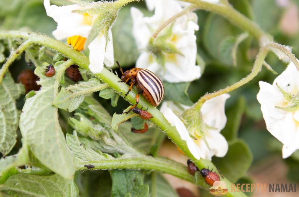 Яичная скорлупа на вес золота! 5 полезных способов применения