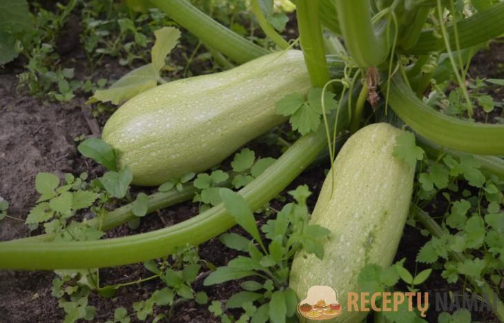 Простейший способ приготовления кабачков. Мой самый любимый с детства