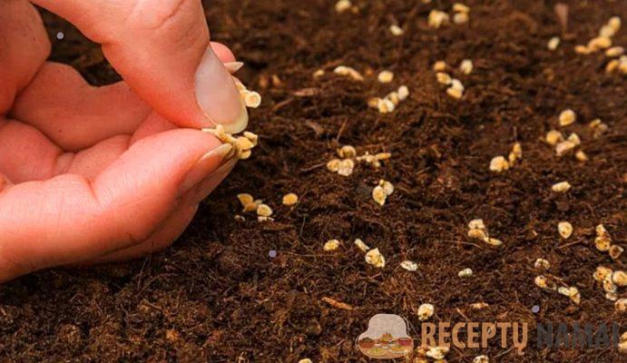 Parodysiu 2 būdus, kaip sodinti pomidorus žiemai spalio mėnesį. Derlius bus ankstyvas, daigai bus stiprūs ir atsparūs ligoms.