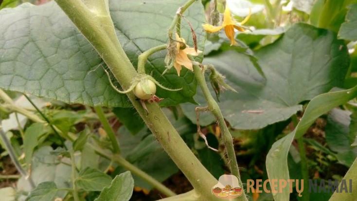 Осенью просто закопала целый помидор на грядке – показываю, что выросло к середине лета