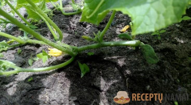 Осенью просто закопала целый помидор на грядке – показываю, что выросло к середине лета