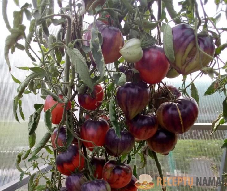 Три томата, семена которых я обязательно приобрету для выращивания в этом сезоне