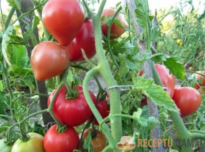 Три томата, семена которых я обязательно приобрету для выращивания в этом сезоне