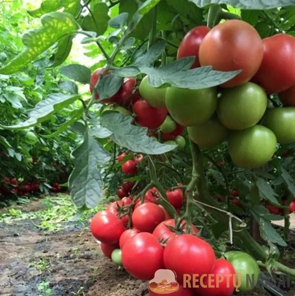 Три томата, семена которых я обязательно приобрету для выращивания в этом сезоне