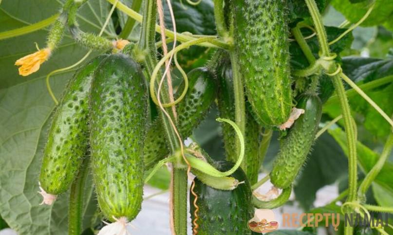 Собираю урожай даже в холодное лето! Расскажу, какие сорта огурцов нужно высаживать для этого