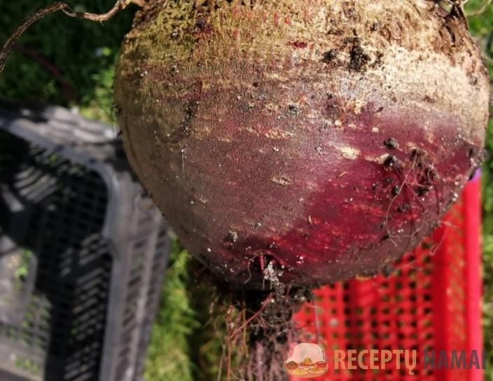 Бабушка научила меня сохранять свеклу до нового урожая