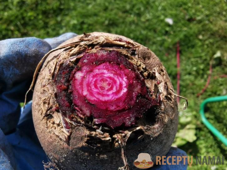 Бабушка научила меня сохранять свеклу до нового урожая