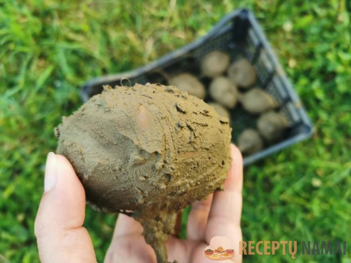 Бабушка научила меня сохранять свеклу до нового урожая