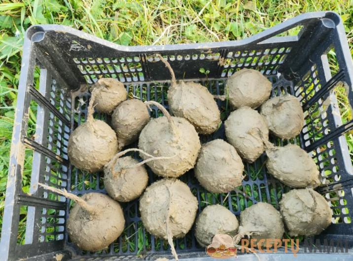 Бабушка научила меня сохранять свеклу до нового урожая