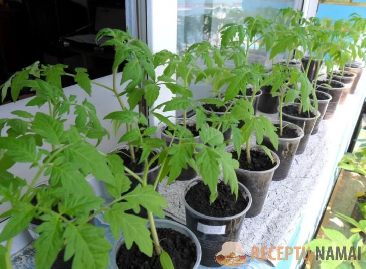 Для богатого урожая использую необычный способ посадки помидоров на зиму