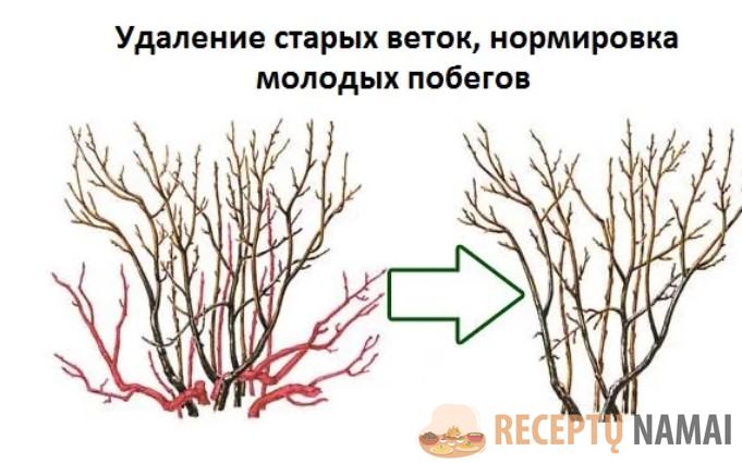 Трачу осенью 20 минут на обработку смородины! Уверена – кусты будут здоровыми